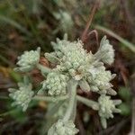 Teucrium poliumFlower