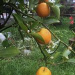Citrus reticulata Froito