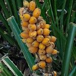 Bromelia pinguin Fruit