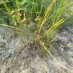 Juncus filiformis Froito