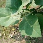 Ficus palmata Leaf