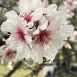 Prunus dulcis 花