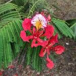 Delonix regia ফুল