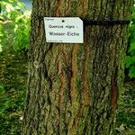 Quercus nigra Coajă