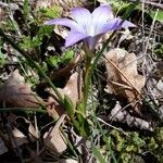 Romulea ligustica 花