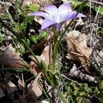 Romulea ligustica Flower