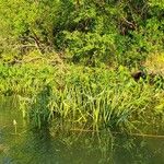 Sagittaria sagittifolia पत्ता