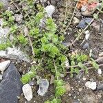 Arenaria serpyllifolia Hoja