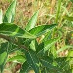 Oenothera biennisFolla