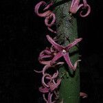 Uvariopsis bakeriana ᱵᱟᱦᱟ