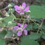 Rubus vestitus Blüte