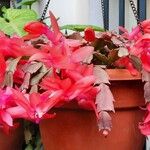 Schlumbergera truncata Цвят