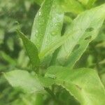 Croton bonplandianus Leaf