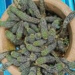 Echinopsis chamaecereusبرگ