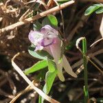 Corydalis pumila Çiçek