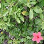 Hibiscus fragilis List