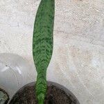 Dracaena hyacinthoides Blatt