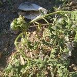 Solanum triflorum Fruit