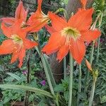 Hippeastrum puniceum Kvet