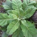 Verbascum phlomoidesFolla