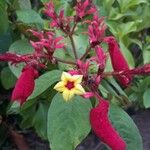 Mussaenda erythrophylla Flor