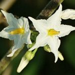 Solanum torvum Flower