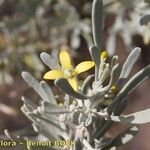 Cneorum pulverulentum Other