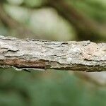 Rhododendron argyrophyllum Bark