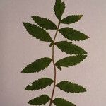 Rhus coriaria Otro