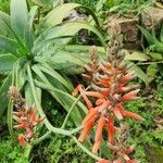 Aloe pulcherrima পাতা