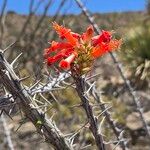 Fouquieria splendens Flower