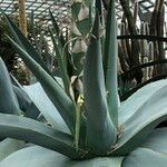 Agave guiengola Hábito