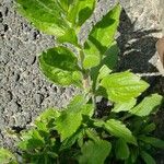 Erigeron annuus Blad