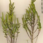 Salicornia stricta その他の提案