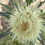 Cirsium glabrum Flower