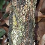 Sacoglottis gabonensis Ŝelo