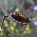 Grevillea eryngioides Meyve