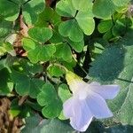 Oxalis incarnata Folha