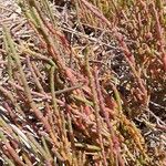 Salicornia europaea Rinde