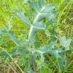 Eryngium campestre Blatt