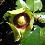 Mkilua fragrans Flower