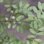 Commiphora mollis Fruto