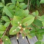 Viburnum nudum Owoc