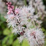 Tiarella cordifolia 花