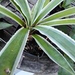 Agave vivipara その他の提案
