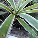 Agave vivipara Övriga