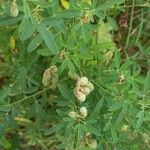 Crotalaria pumila Fruto