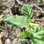 Waltheria indica Fuelha