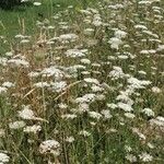 Daucus carota Habitat