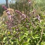 Ocimum kilimandscharicum Flower